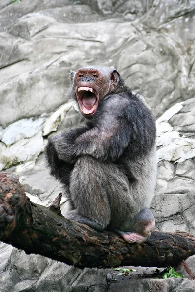 Θυμωμένος Σίμπανς Simpanse Pan Troglodytes — Φωτογραφία Αρχείου