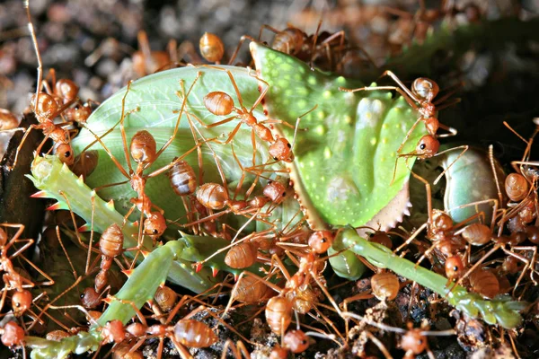 Μυρμήγκια Ρεντ Γουίβερ Διαλύουν Λεία Τους — Φωτογραφία Αρχείου