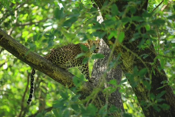 Tayland 'ın Uthai Thani eyaletinde Huai Kha Khaeng Vahşi Yaşam Sığınağı' ndaki bir ağaçta dinlenen leopar pozları. 