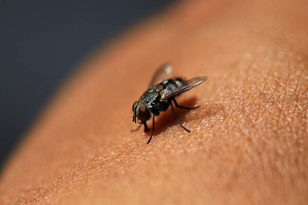 The fly is on the arm of Asian people