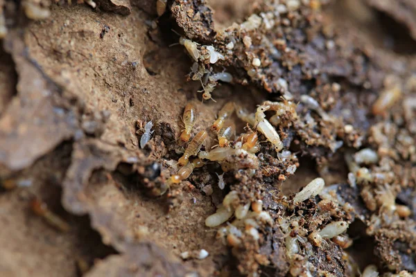 Worker Nasute Termites Wood — Stock Photo, Image