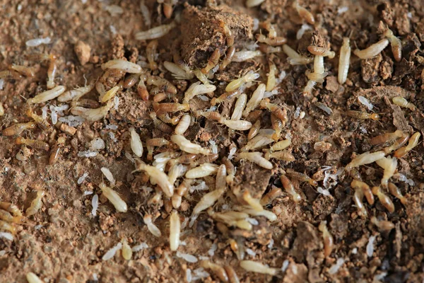 Worker Nasute Termites Wood — Stock Photo, Image