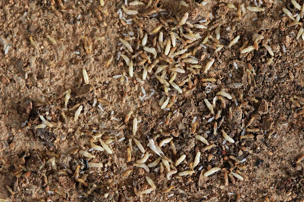 Termites Ouvriers Nasutes Sur Bois — Photo