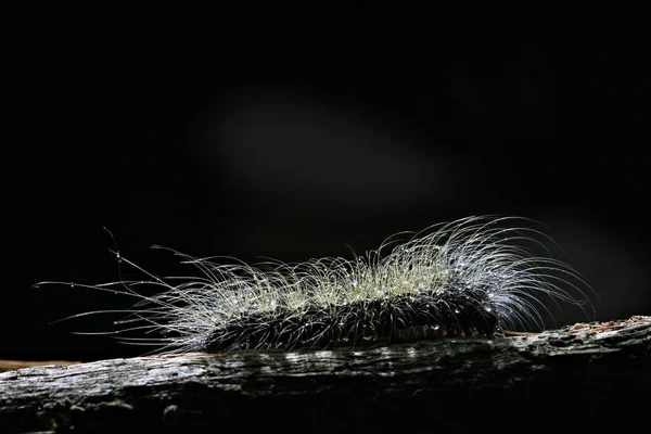 Caterpillar Fekete Háttér — Stock Fotó