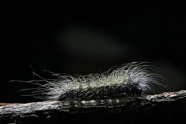 Caterpillar Zwarte Achtergrond — Stockfoto