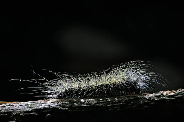 caterpillar on black background