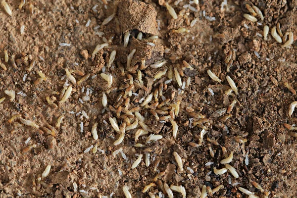 Worker Nasute Termites Wood — Stock Photo, Image