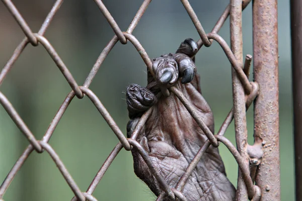 Macaco Estava Preso Num Zoológico — Fotografia de Stock