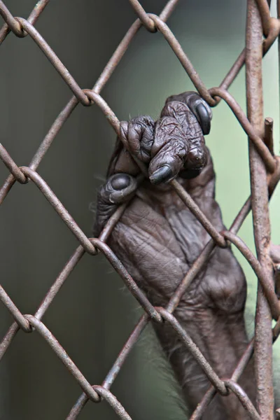 Μαϊμού Ήταν Παγιδευμένη Ζωολογικό Κήπο — Φωτογραφία Αρχείου