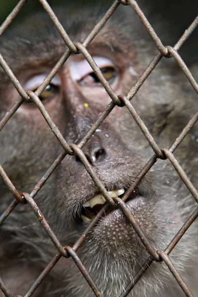Mono Estaba Atrapado Zoológico —  Fotos de Stock