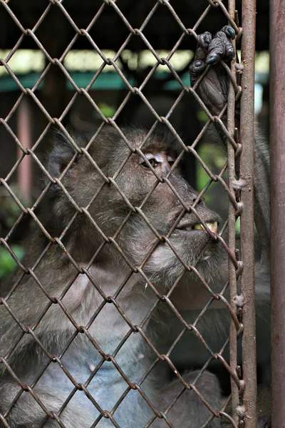 Mono Estaba Atrapado Zoológico —  Fotos de Stock