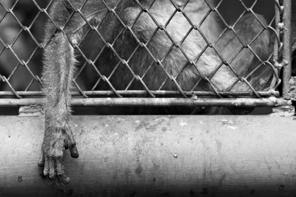 Singe Était Piégé Dans Zoo — Photo