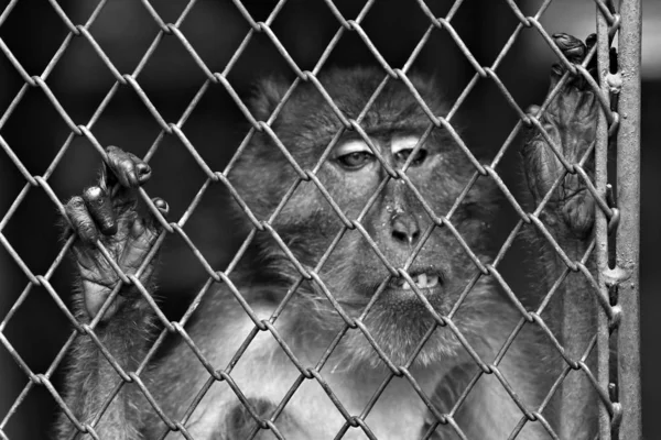 Singe Était Piégé Dans Zoo — Photo