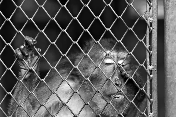 Macaco Estava Preso Num Zoológico — Fotografia de Stock