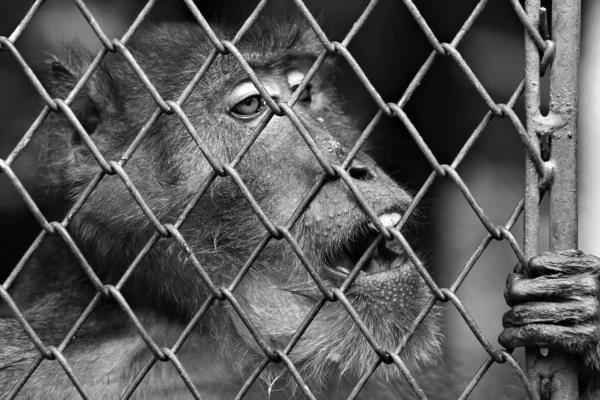 Singe Était Piégé Dans Zoo — Photo