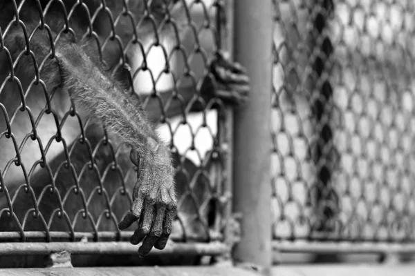 Mono Estaba Atrapado Zoológico Esperando Que Día Muera —  Fotos de Stock