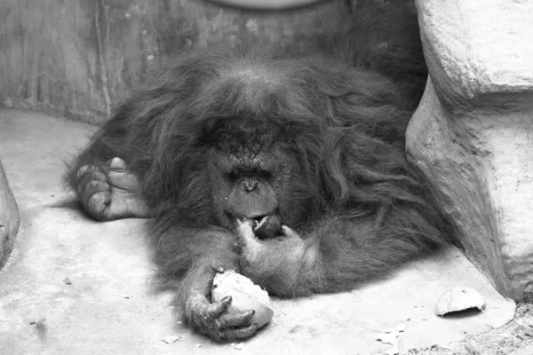 Porträtt Kvinnlig Orangutang — Stockfoto