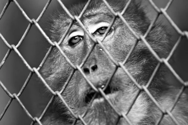 Mono Estaba Atrapado Zoológico —  Fotos de Stock