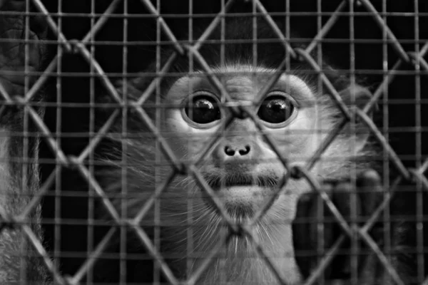 Opice Byla Uvězněná Zoo — Stock fotografie