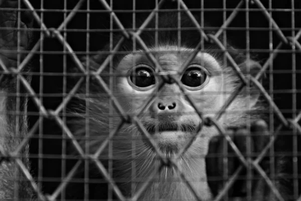 Mono Estaba Atrapado Zoológico —  Fotos de Stock