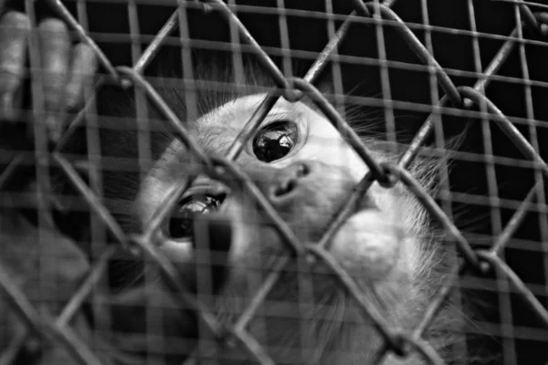 Małpa Była Uwięziona Zoo — Zdjęcie stockowe