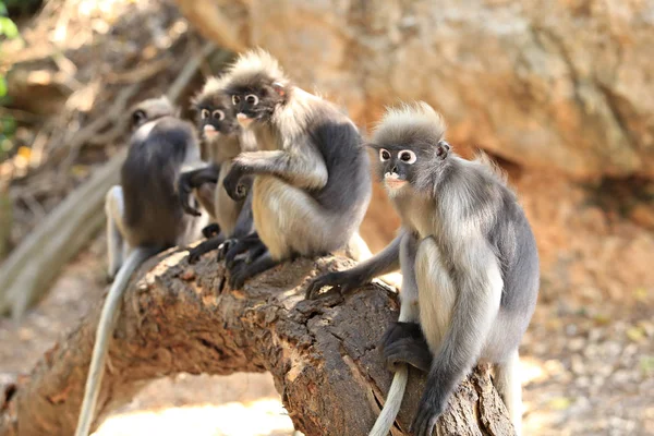 Macacos Folha Cremosa Trachypithecus Obscurus Uma Barra Metal Prachuap Khiri — Fotografia de Stock