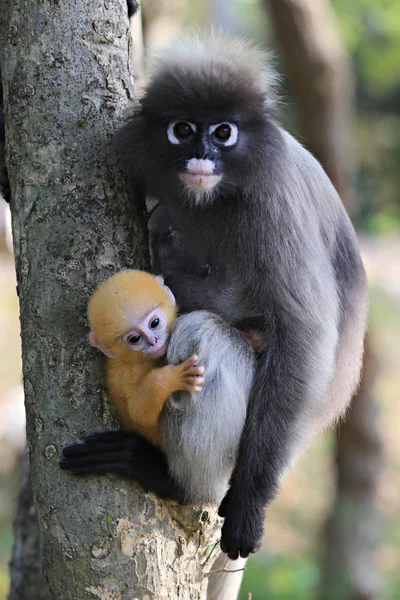 Opice Tmavé Trachypithecus Obscurus Kovové Tyči Prachuap Khiri Khan Thajsko — Stock fotografie