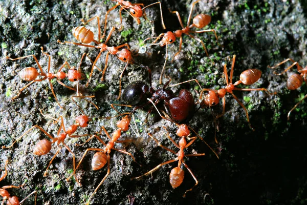 Red Weaver Ants Tearing Prey Apart — Stock Photo, Image