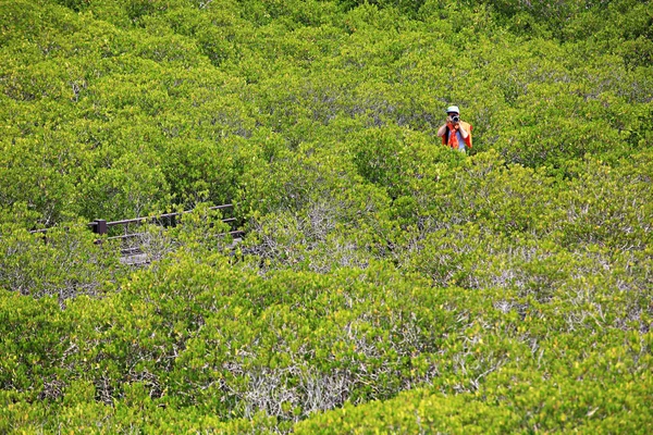 Мангровый Лес Национальном Парке Пранбури Прачуап Хири Хан Таиланд — стоковое фото