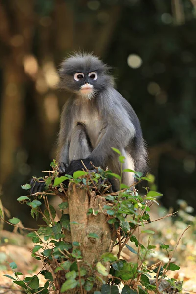 Opice Tmavá Trachypithecus Obscurus Kovové Tyči Prachuap Khiri Khan Thajsko — Stock fotografie