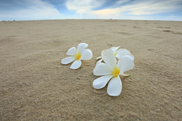 Sahilde Plumeria çiçekler