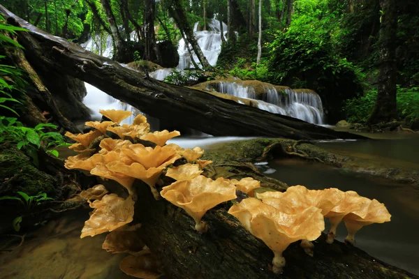 Красота Водопада Пха Тат Национальном Парке Хуэйе Шринагариндра Канчанабури Таиланд — стоковое фото