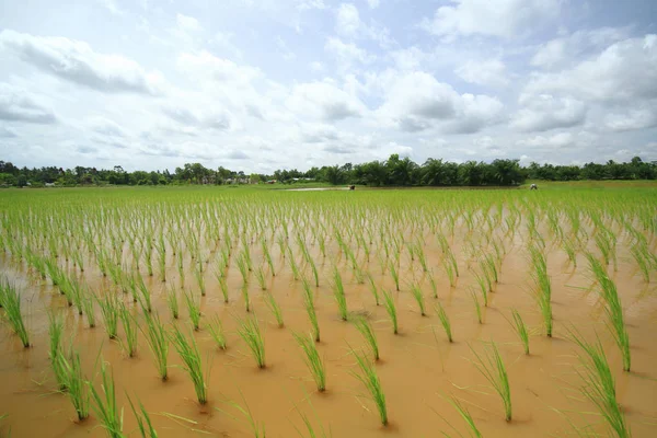 Plantering Ris Asien — Stockfoto