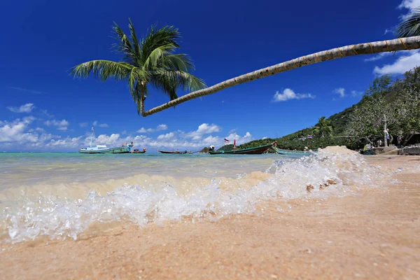 Palma Praia Tropical Ilha Koh Tao Província Surat Thani Tailândia — Fotografia de Stock