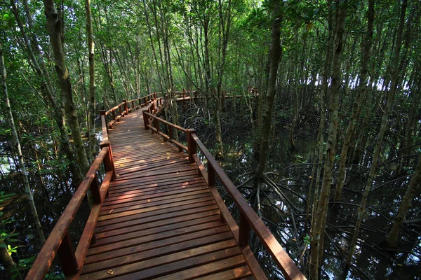 Sentier Nature Dans Parc National Chumphon Thaïlande — Photo