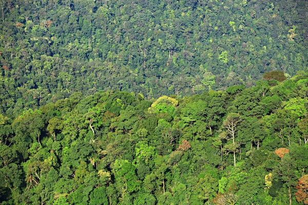 Parque Nacional Tailândia Vista Florestal Helicóptero — Fotografia de Stock