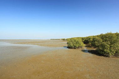 Petchaburi Eyaleti Kraliyet Girişimleri kapsamında Leam Phak Bia Çevre Çalışmaları, Araştırma ve Geliştirme
