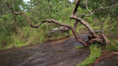 Phitsanulok, Tayland 'daki Phu Hin Rong Kla Milli Parkı' nda Lan Hin Pum Doğa Yolu Manzarası 