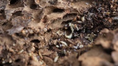 çürüyen ahşap üzerinde çalışan ve nasute termitler