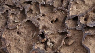 Üremek için odun yiyen ve yumurtlayan makro asya termitleri.  