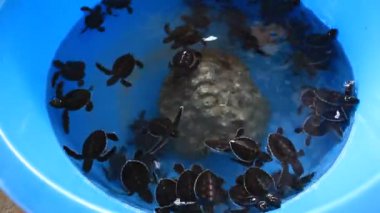 Kuluçka havuzunda yüzen bir grup küçük kaplumbağa. Deniz Kaplumbağası Kurtarma Merkezi. Similan Ulusal Parkı, Tayland 'daki Kaplumbağa Çiftliği 