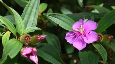 Melastoma malabathricum, Malabar melastome olarak da bilinir, Hint rhododendronu, Singapur rhododendronu, ekicinin rhododendronu ve senduduk 