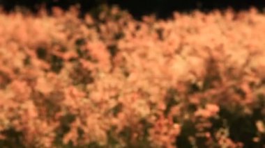 Natal çimlerini ya da Natal kırmızısını kapatın. Yakut çimenleri, gündoğumu arka planında, uzun bir çim türünün sonbaharında. 