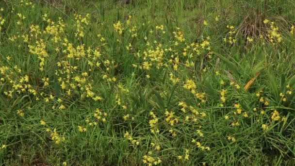 有美丽黄色野花的绿色草地的特写镜头 — 图库视频影像