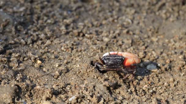 Fiddler Crab Walking Mangrove Forest Khao Mong Lai Forest Park — Αρχείο Βίντεο