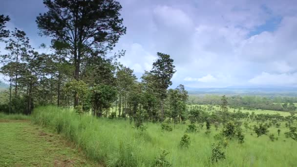 Thung Nang Phaya Tung Salaengluang Parque Nacional Phitsanulok Tailândia — Vídeo de Stock