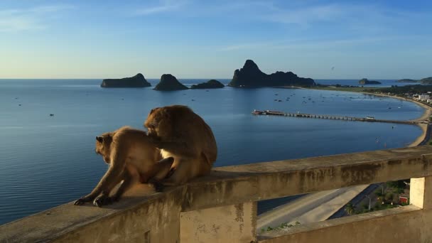 Οικογενειακή Πίθηκοι Στην Ταϊλάνδη — Αρχείο Βίντεο