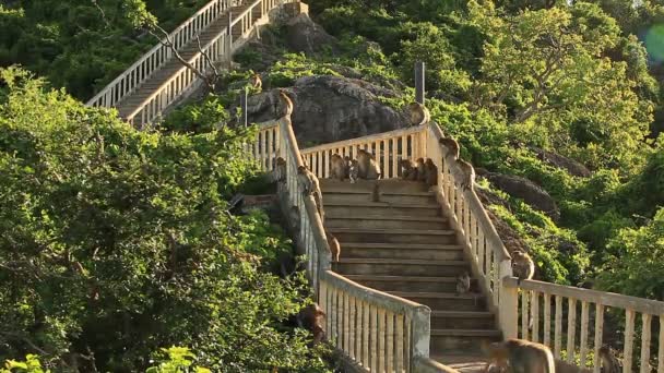 Des Images Singes Passant Temps Sur Des Escaliers Anciens Coucher — Video