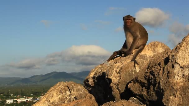 Imagens Macaco Sentado Cima Rocha Sob Luz Pôr Sol — Vídeo de Stock