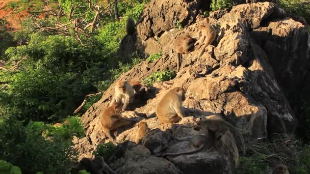 Footage Monkeys Sitting Rock Sunset — Stock Video
